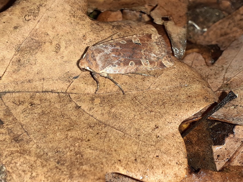 Conistra erythrocephala - vörösfejű őszibagoly