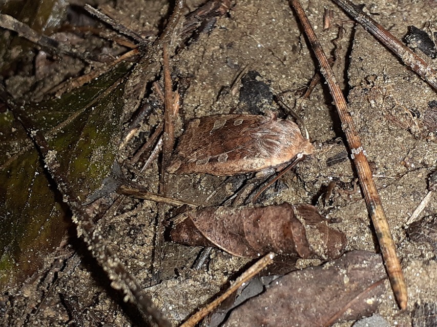 Conistra erythrocephala - vörösfejű őszibagoly