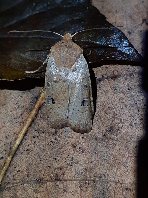 Conistra erythrocephala - vörösfejű őszibagoly