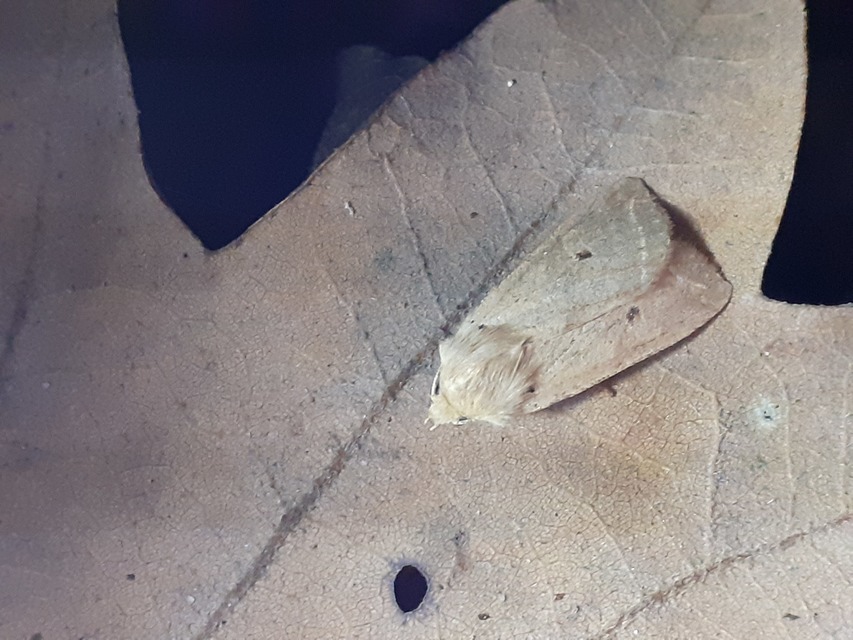Leptologia macilenta - gyertyán-őszibagoly