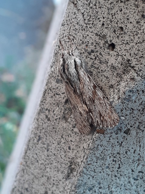 Asteroscopus sphinx - csillagnéző bundásbagoly