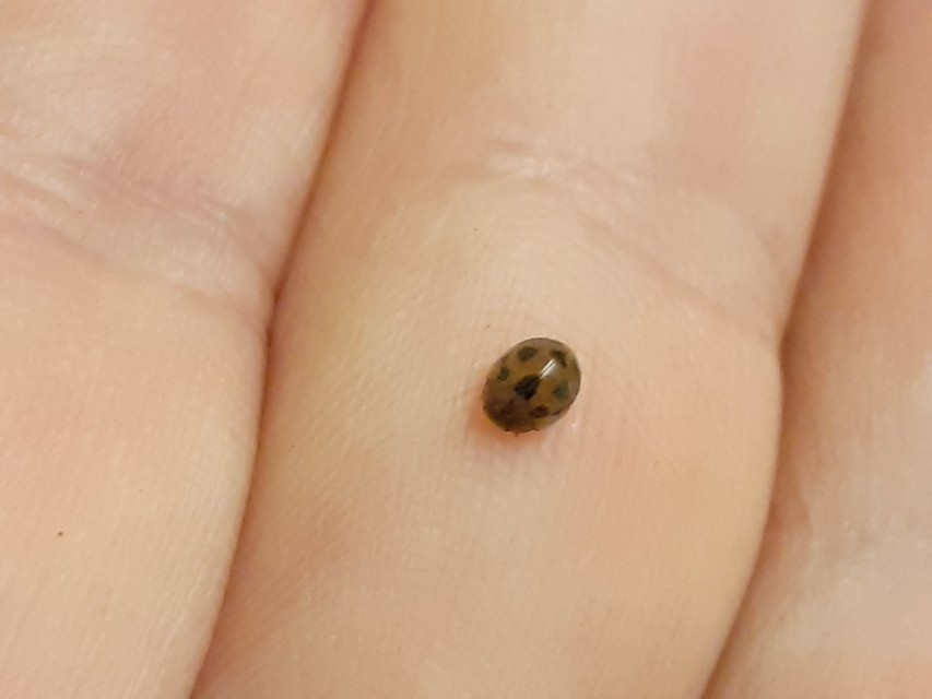 Cynegetis impunctata - pázsitfűböde