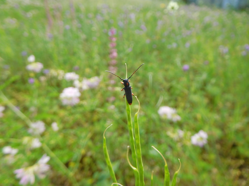 Phytoecia pustulata - parányi fűcincér