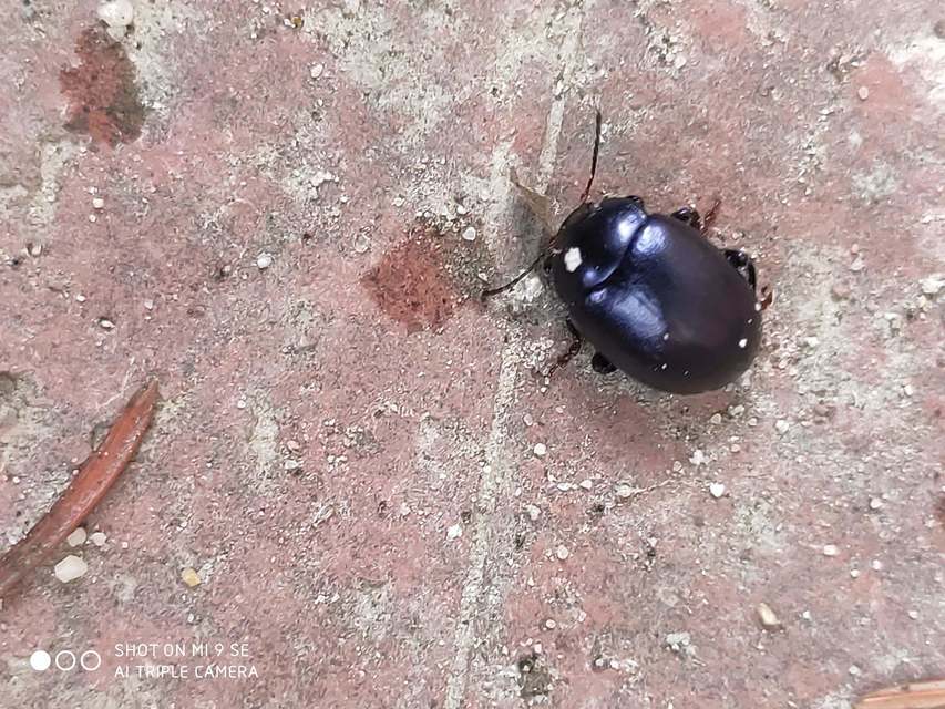 Chrysolina sturmi - vöröslábú levelész