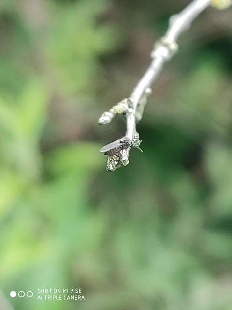 Ceratopogonidae - törpeszúnyogok
