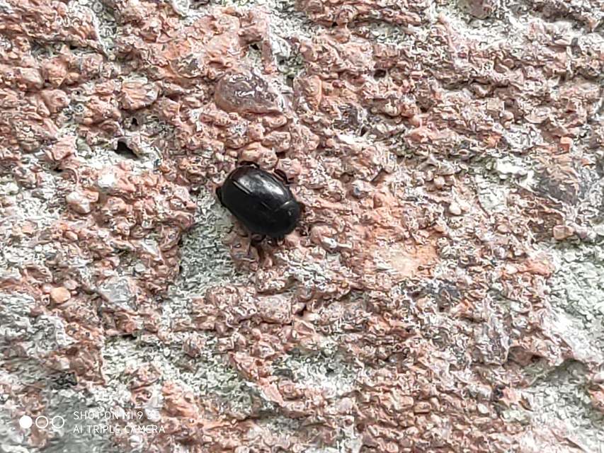 Dendrophilus
