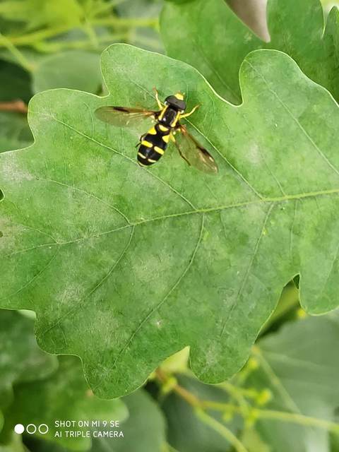 Xanthogramma pedissequum - gyakori oldalsávoslégy