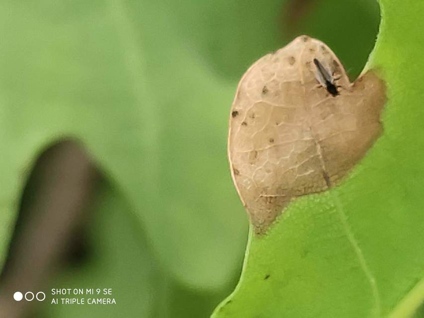 Chironomidae - árvaszúnyogok