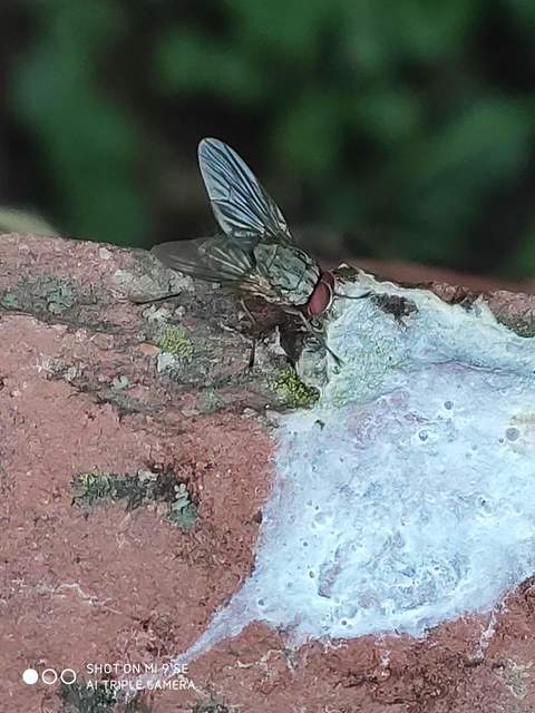 Phaonia