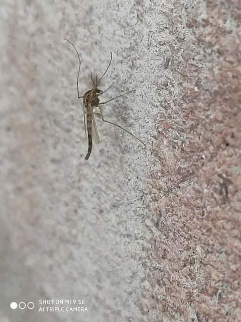 Chironomidae - árvaszúnyogok