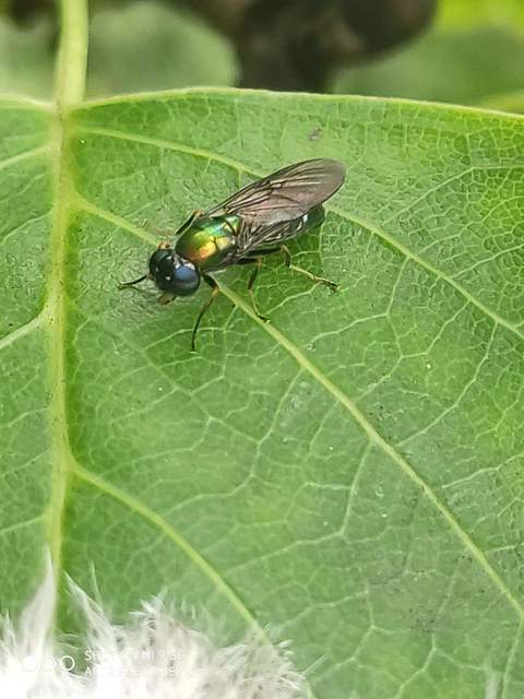 Chloromyia speciosa