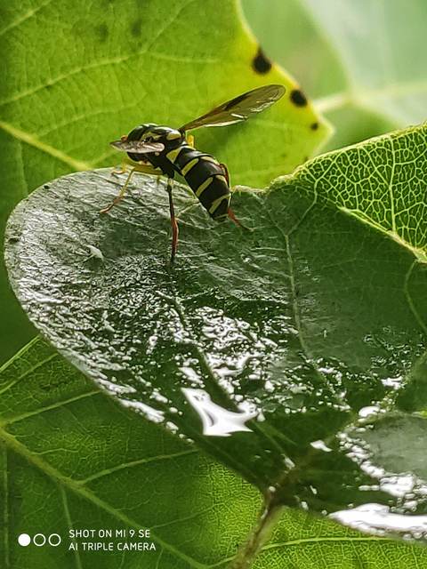 Xanthogramma pedissequum - gyakori oldalsávoslégy