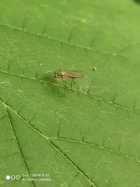 Dolichopodidae - szúnyoglábú legyek