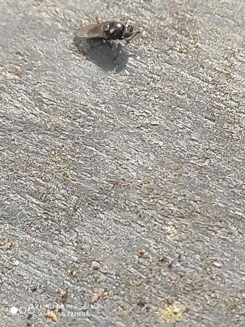 Chloropidae - gabonalegyek