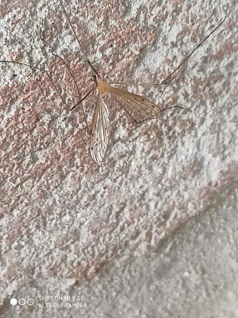 Limonia nigropunctata