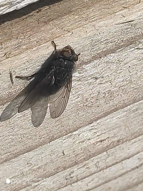 Calliphora vicina - kék dongólégy
