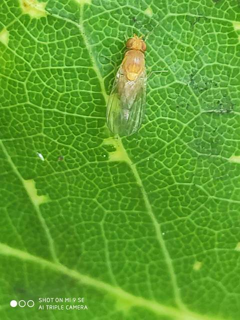 Lauxaniidae - pudvalegyek