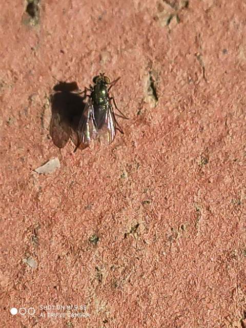 Dolichopodidae - szúnyoglábú legyek