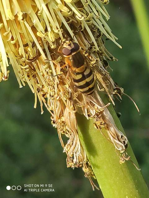 Syrphus