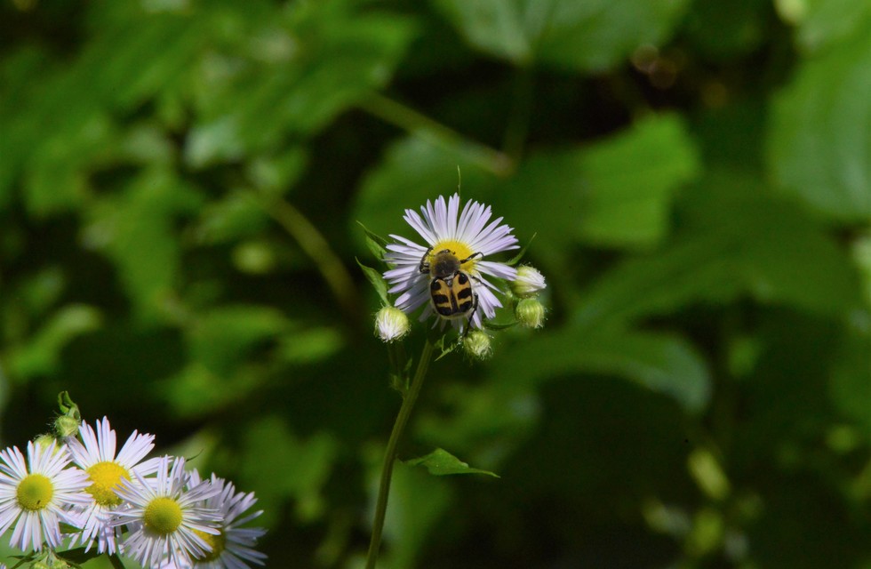 Trichius fasciatus - nyugati prémesbogár