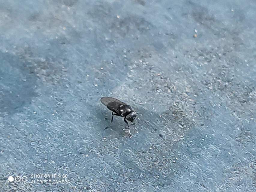 Chloropidae - gabonalegyek