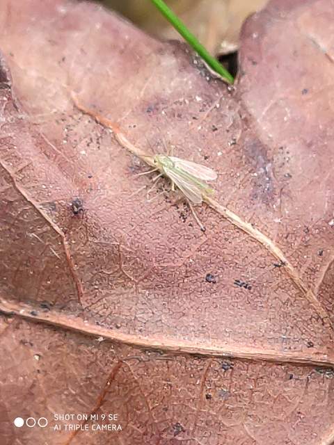 Chironomidae - árvaszúnyogok