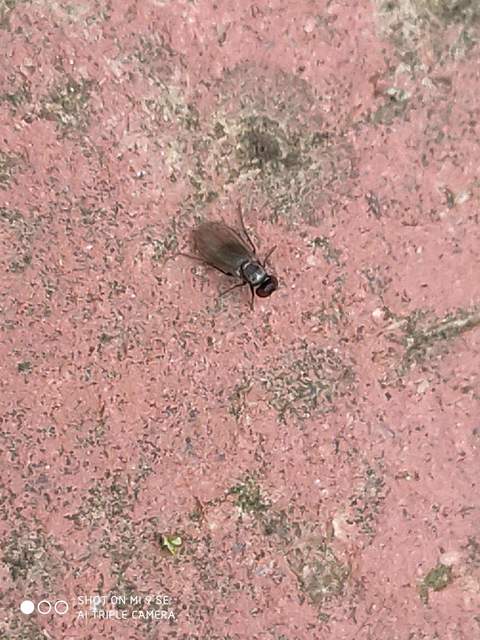 Dolichopodidae - szúnyoglábú legyek