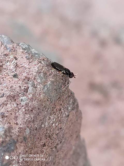 Chloropidae - gabonalegyek