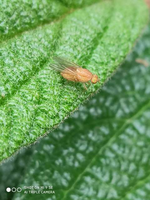 Lauxaniidae - pudvalegyek