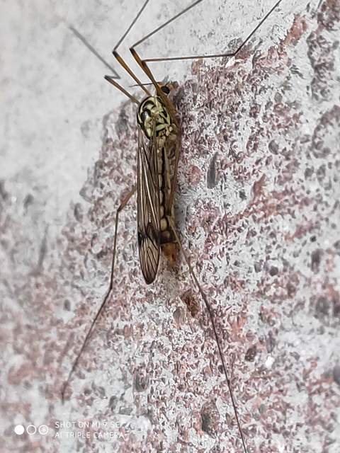 Nephrotoma