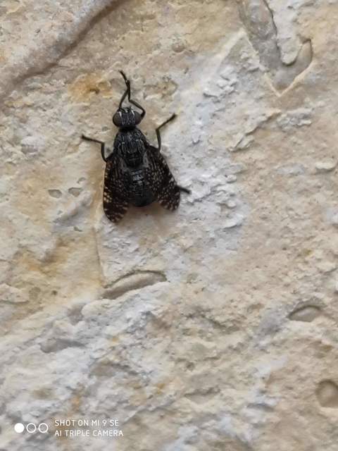 Platystoma