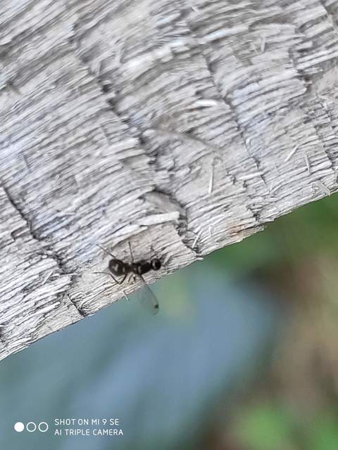 Sepsidae - billegetőlégyfélék