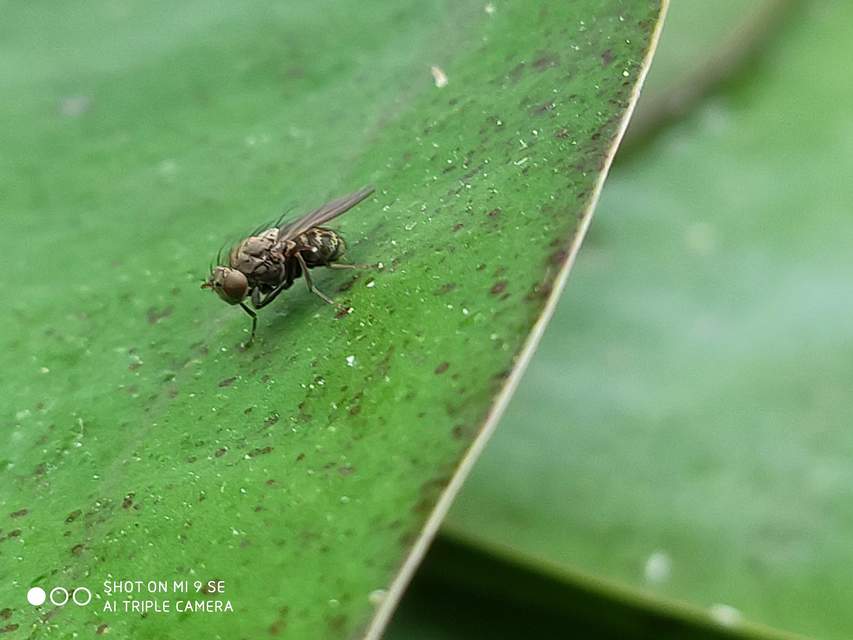 Notiphila