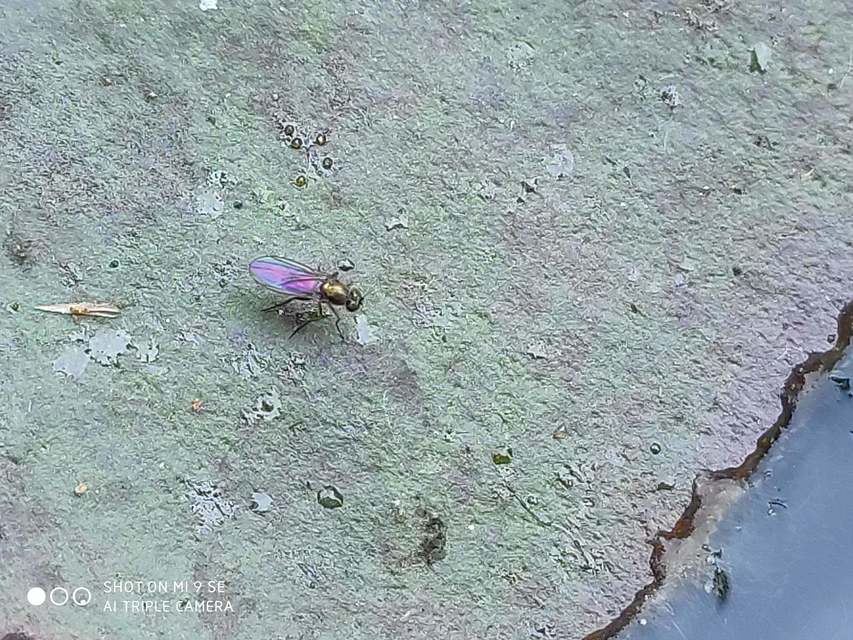 Dolichopodidae - szúnyoglábú legyek