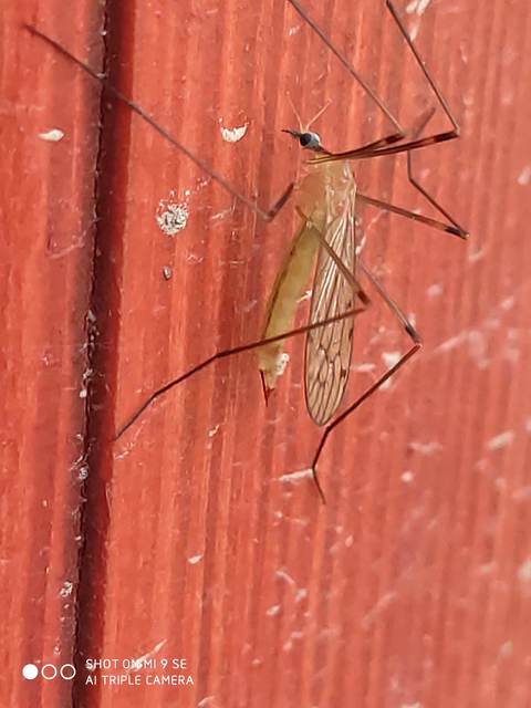 Limonia nigropunctata