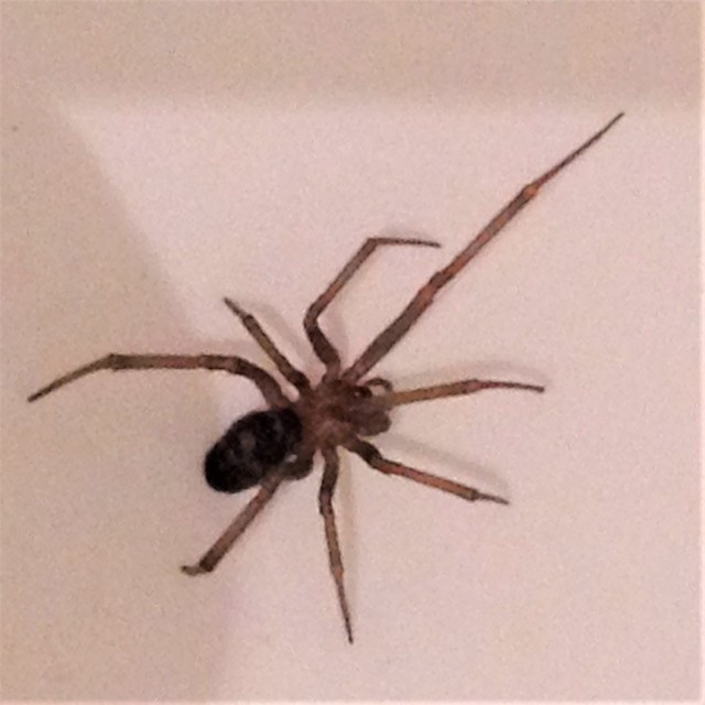 Steatoda grossa - nagy faggyúpók