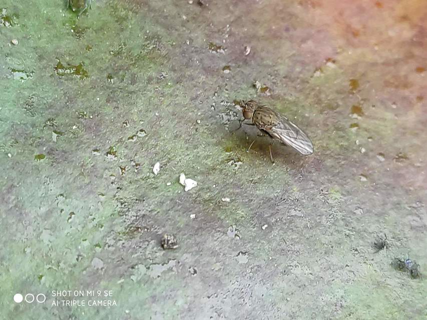 Notiphila
