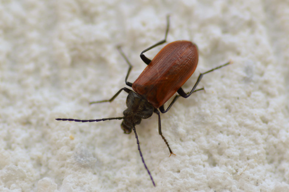 Omophlus proteus - közönséges pejbogár Omophlus proteus - közönséges pejbogár