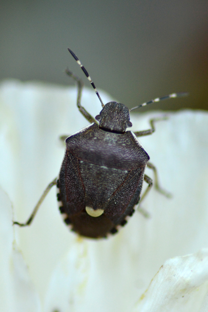Holcostethus sphacelatus - holdas címerespoloska Holcostethus sphacelatus - holdas címerespoloska
