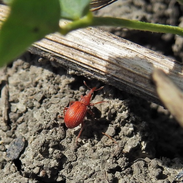 Apion frumentarium - vörös cickányormányos