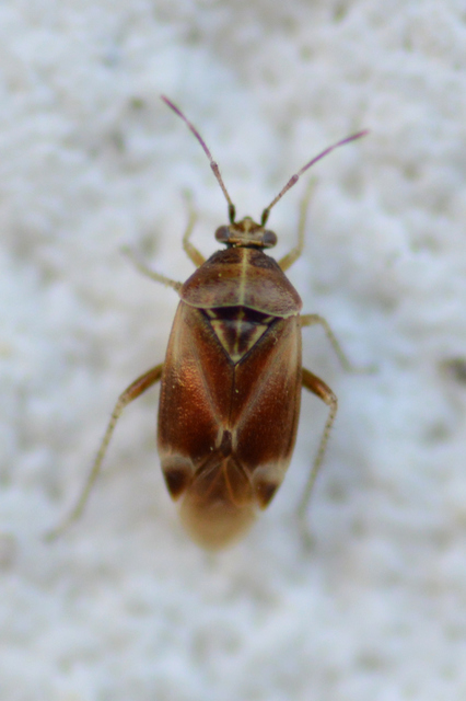 Harpocera