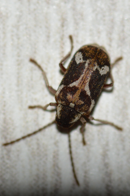 Ptinomorphus imperialis - díszes álszú