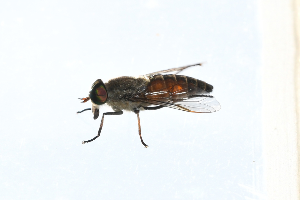 Tabanidae - böglyök