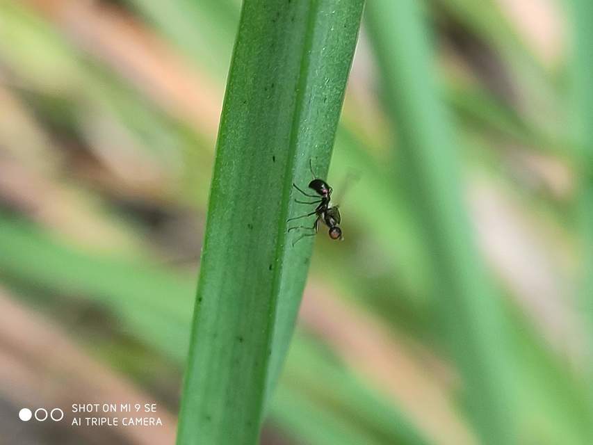 Sepsidae - billegetőlégyfélék