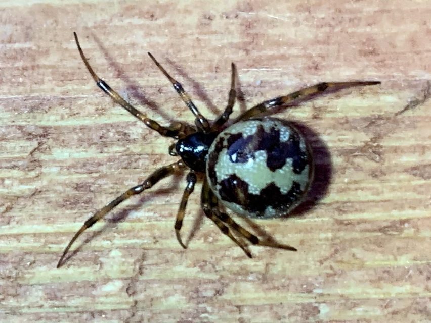 Steatoda triangulosa - háromszöges faggyúpók