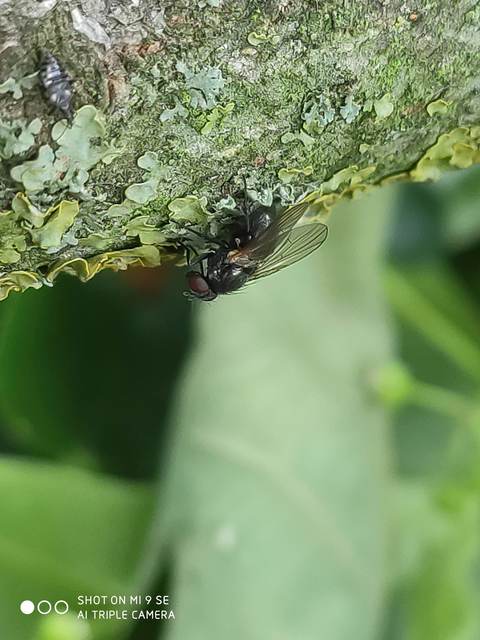 Fanniidae