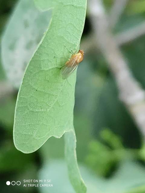 Lauxaniidae - pudvalegyek