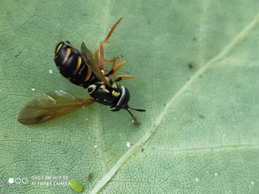 Chrysotoxum