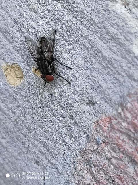 Sarcophagidae - húslégyfélék