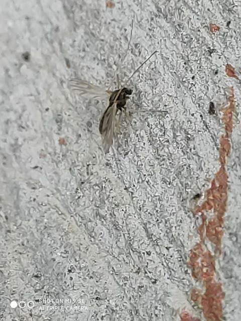 Chironomidae - árvaszúnyogok